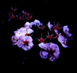 Dancing Blossoms