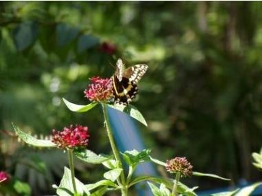 The Mystical Butterfly