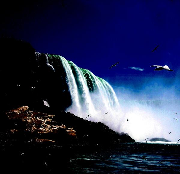 Niagra Gulls 3