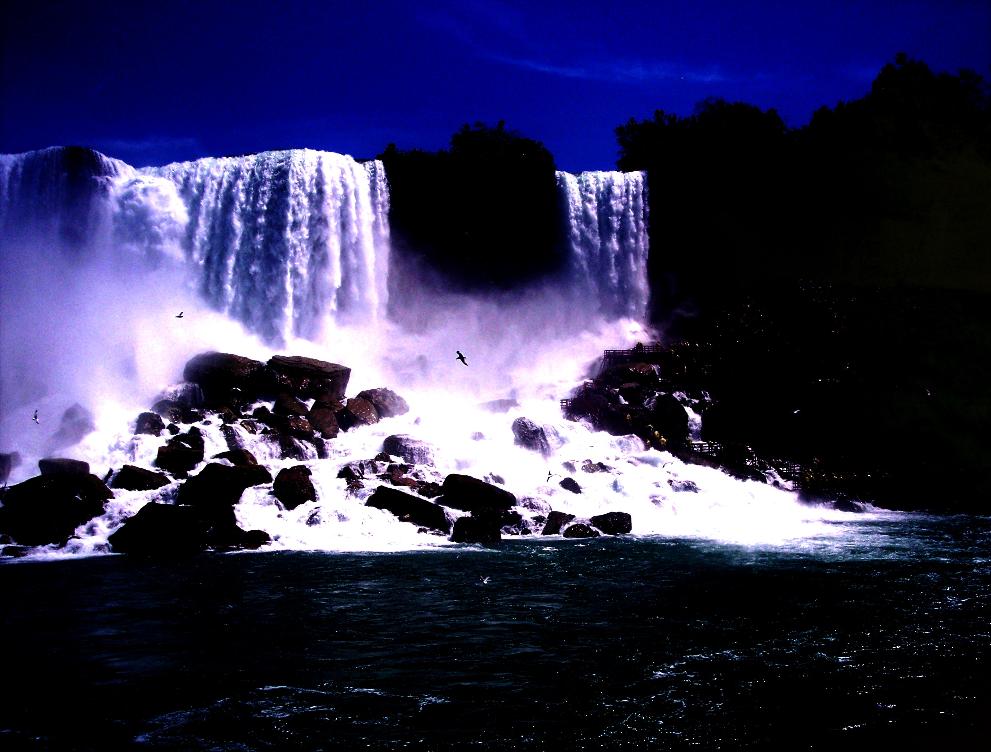 Niagra Gulls 5